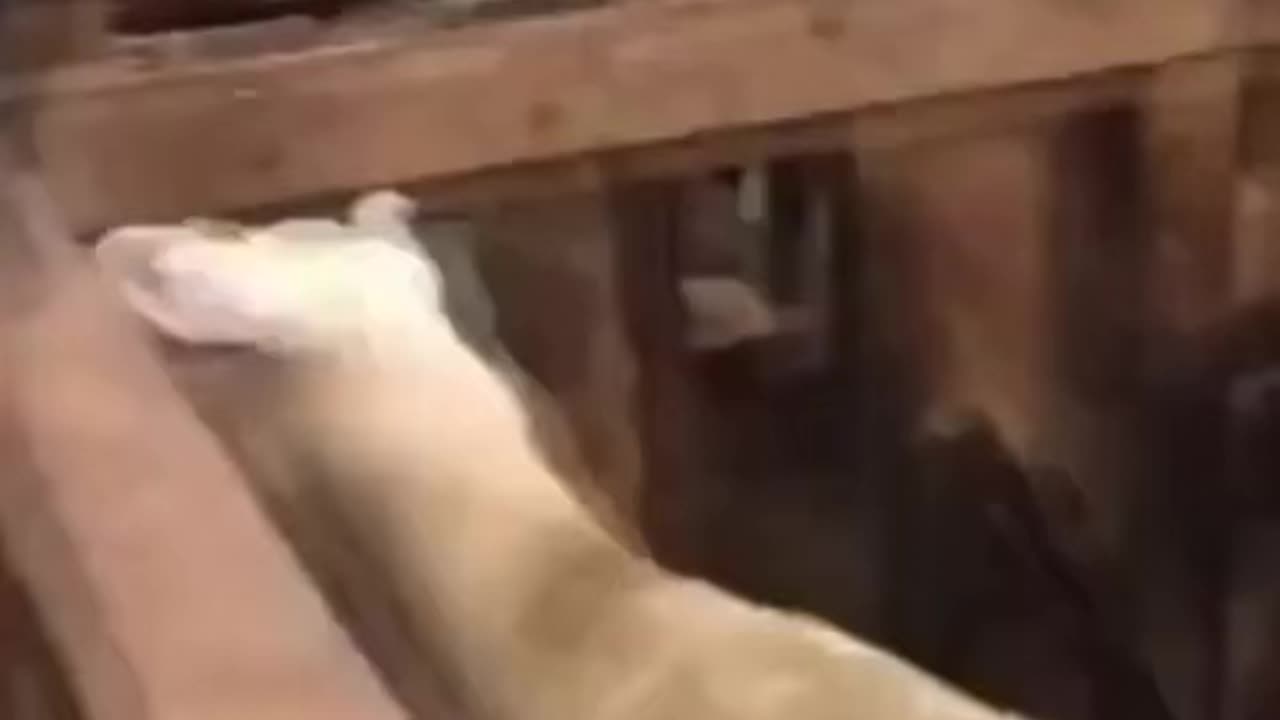 🤣😂ðŸ˜wait for it.