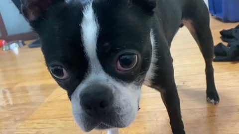 The Merry Dog Boston Terrier 2