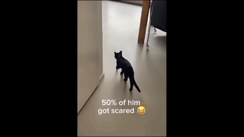 50% of My cat Got Scared