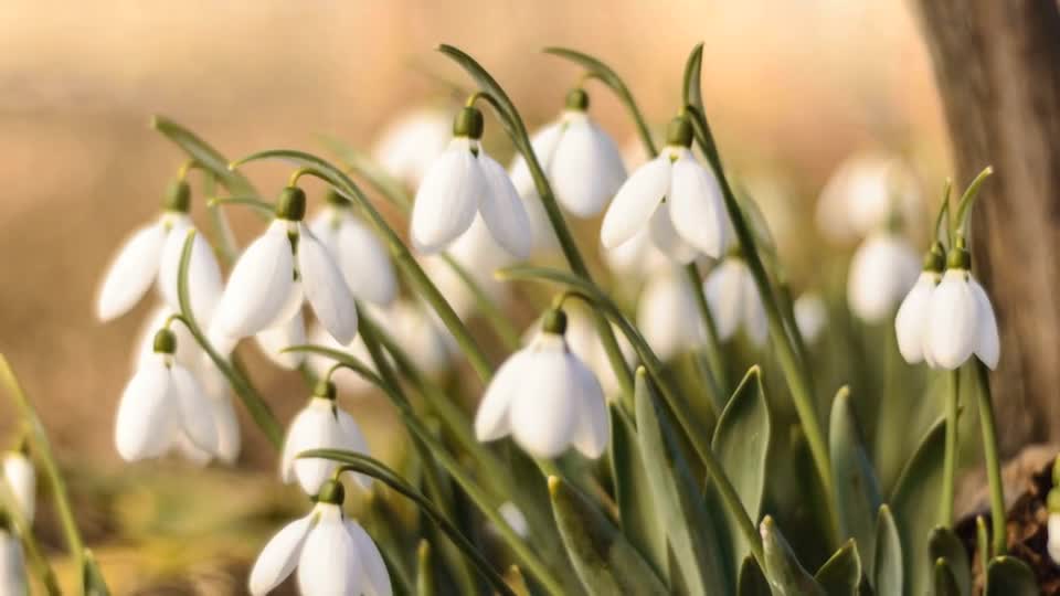 Blossoms grow beautiful. The beauty and splendor of flowers in their growth is a wonderful thing