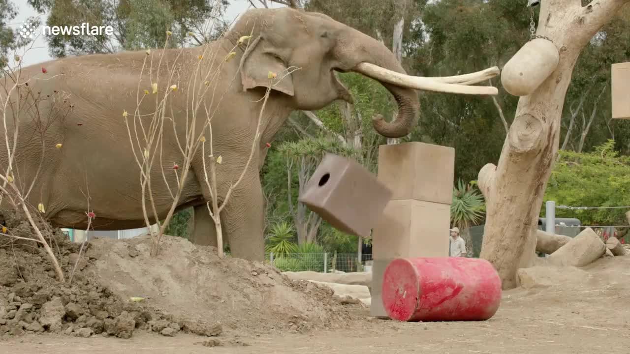 Mother elephant helps calf cross ditch in southwestern China