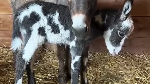 Our newest foal is heeeeere 🤗 #fyp #minidonkey #donkeysoftiktok #farmanimals #farm #farmtok