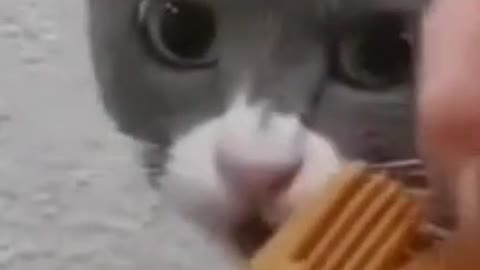 Cute Cat Funny Reaction To Comb TRY NOT TO LAUGH