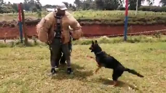 Police trained dog