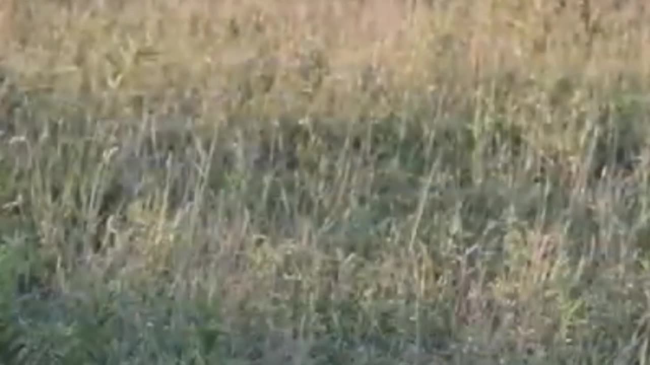 antelope steps on leopard