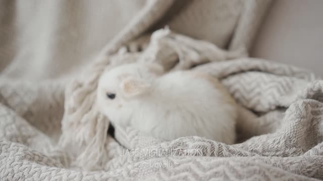 Pretty Rabbit