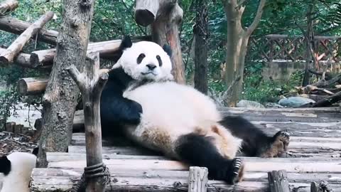 Pandas can scratch their belly by themselves