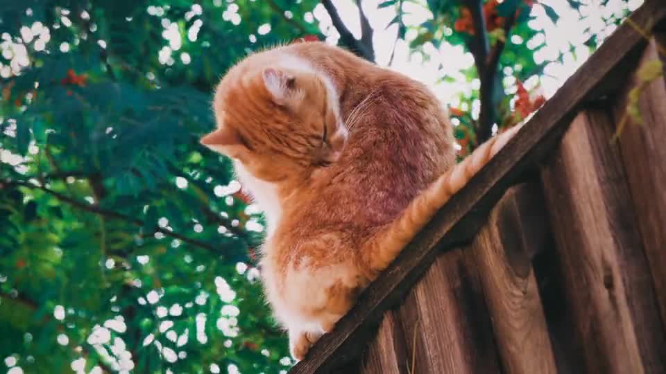 Cute cat roving on rooftops