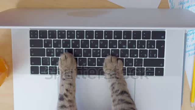 Watch an interesting cat learn to write articles on the laptop