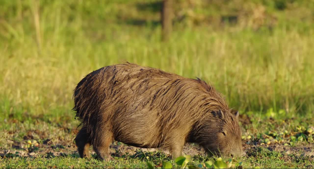 Amazing Wildlife Of Africa in.clips.qiAUcb