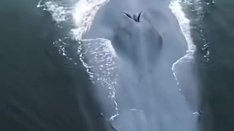 Rare apparition of a blue whale!