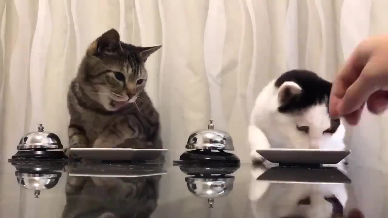 Cats demanding me to feed them with bells