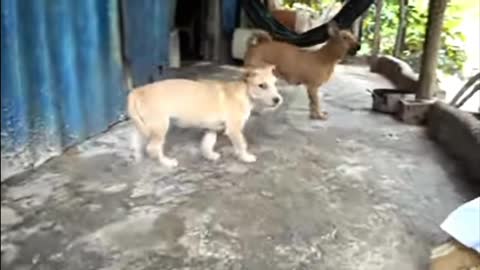 How Dogs React When Seeing Stranger 10 Ranning Barking Viral Dog