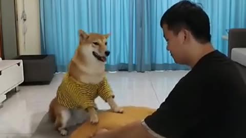 funny animals Good dog😂😂