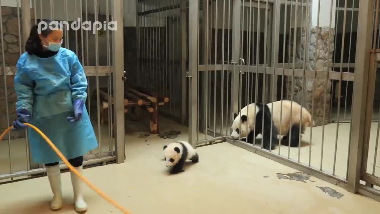 Panda 🐼 Keeper Gives The Baby Panda Back To His Mum