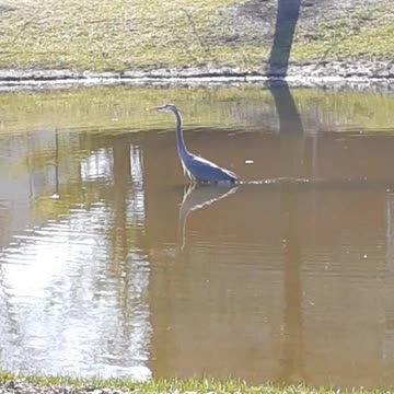 Beautiful Great Blue Heron in nearby pond