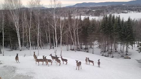 Deer yard Rangeley Maine