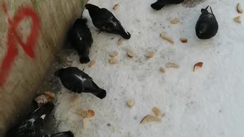 We feed the pigeons in the winter.