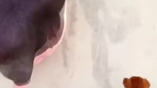 Wake up, wake up, let's go play
