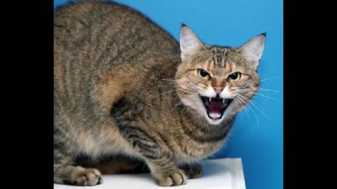 gatinho marrom