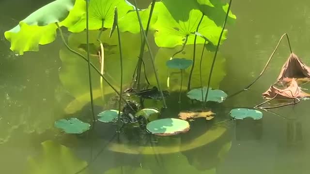 Goldfish under the lotus