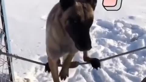funny dog ​​I love my pet