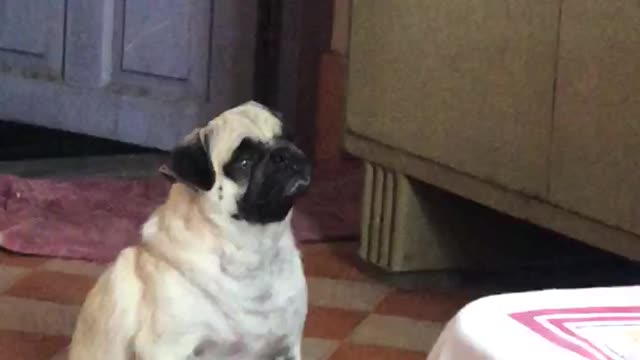 oreo tha pug angry with mom and crying