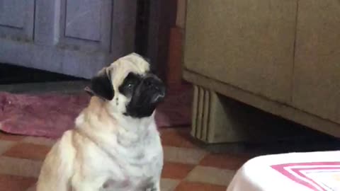 oreo tha pug angry with mom and crying