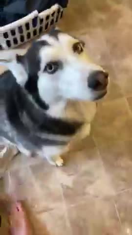 Guilty husky tries to Blame Other Dogs! #shorts