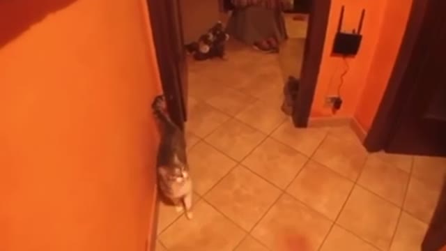 Cat Gives Owner A Piece Of His Mind