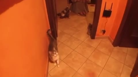 Cat Gives Owner A Piece Of His Mind