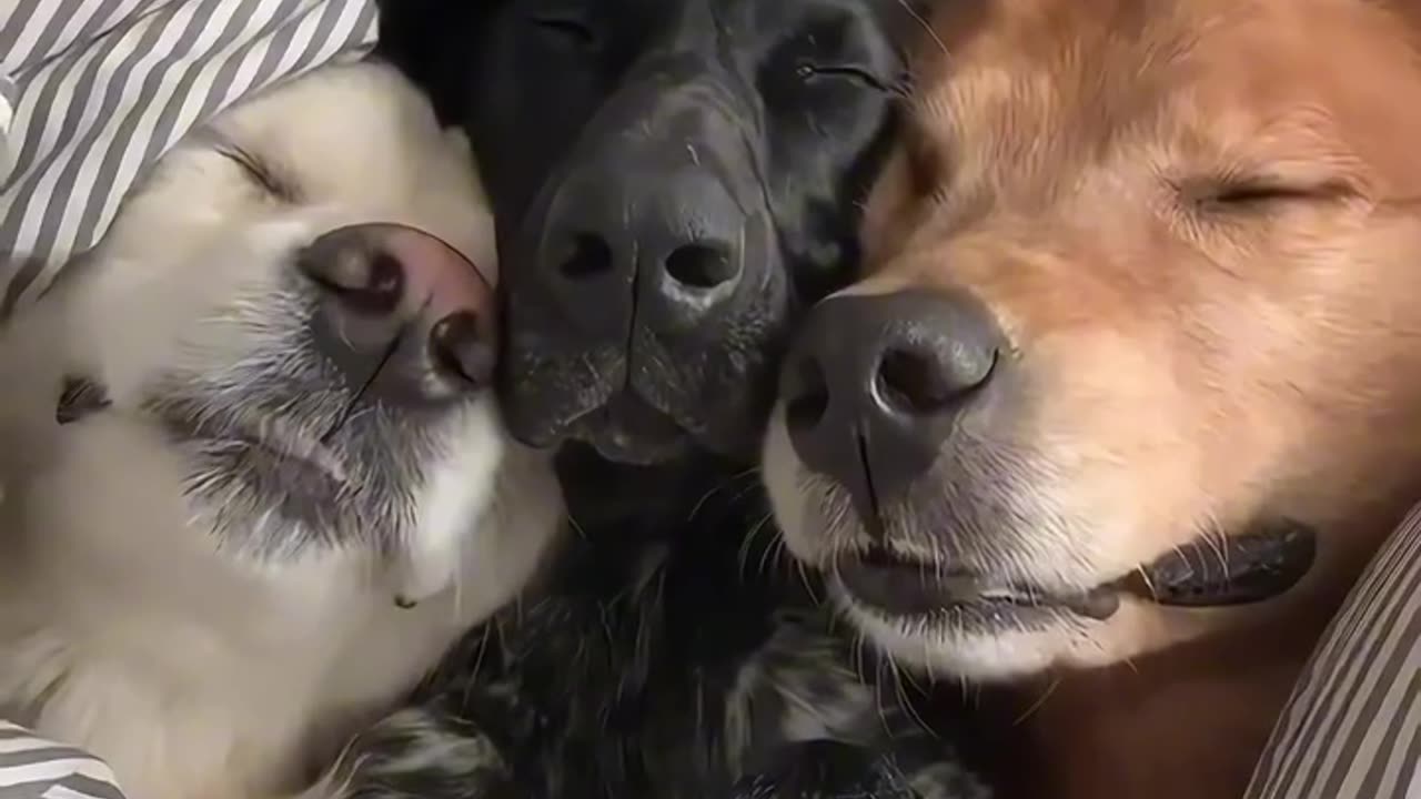 Silly dogs sleeping