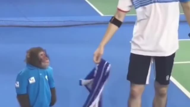 Monkey Brings Towel for a Tennis Player and RESIGNS