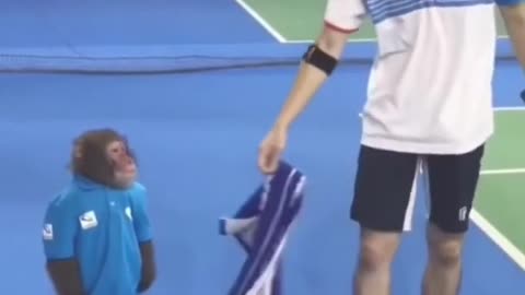 Monkey Brings Towel for a Tennis Player and RESIGNS