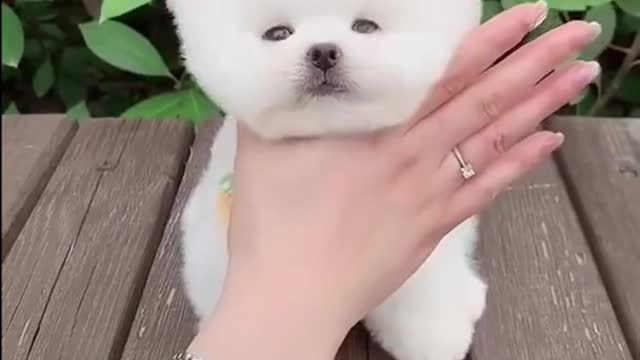 cute and fluffy puppy