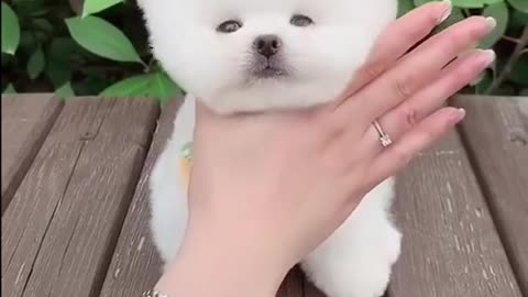 cute and fluffy puppy