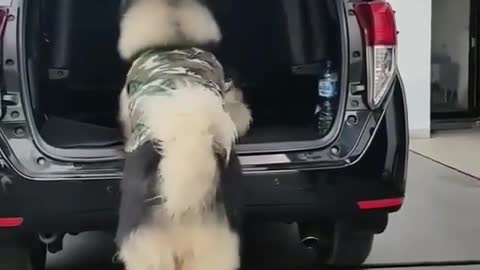 Funny Dog Videos 2021 It's time to LAUGH with Dog's life299