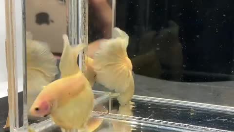 dancing unconsciously betta fish kuning