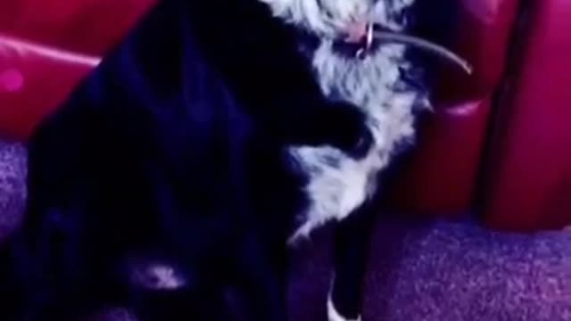 Black and white collie dog next to red couch