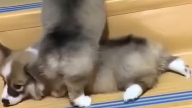 Two Puppies Can't Go Up To The Stair | Funny Puppies