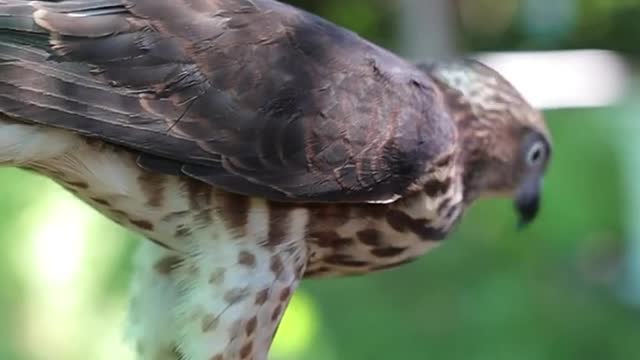 how to train falcon