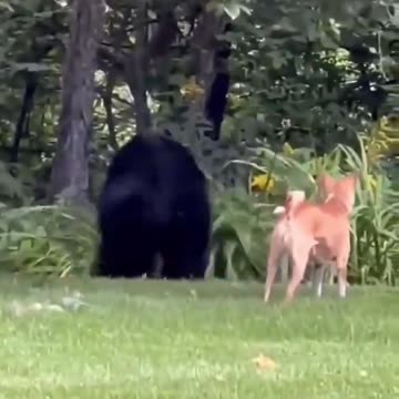 This dog doesn't take ANY shit!