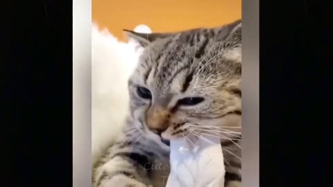 SO CUTE FUNNY CATS