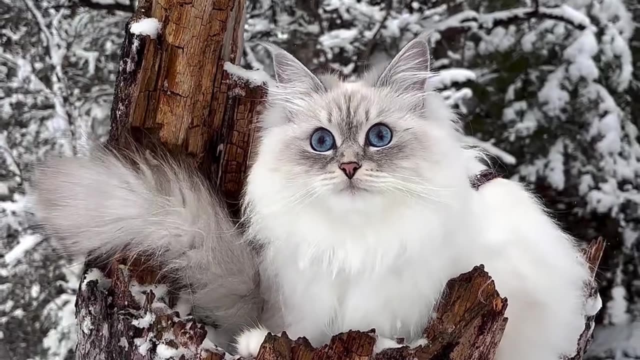 Real cat ,cat Video ,Only cat Video