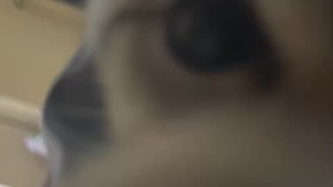 Cute cat