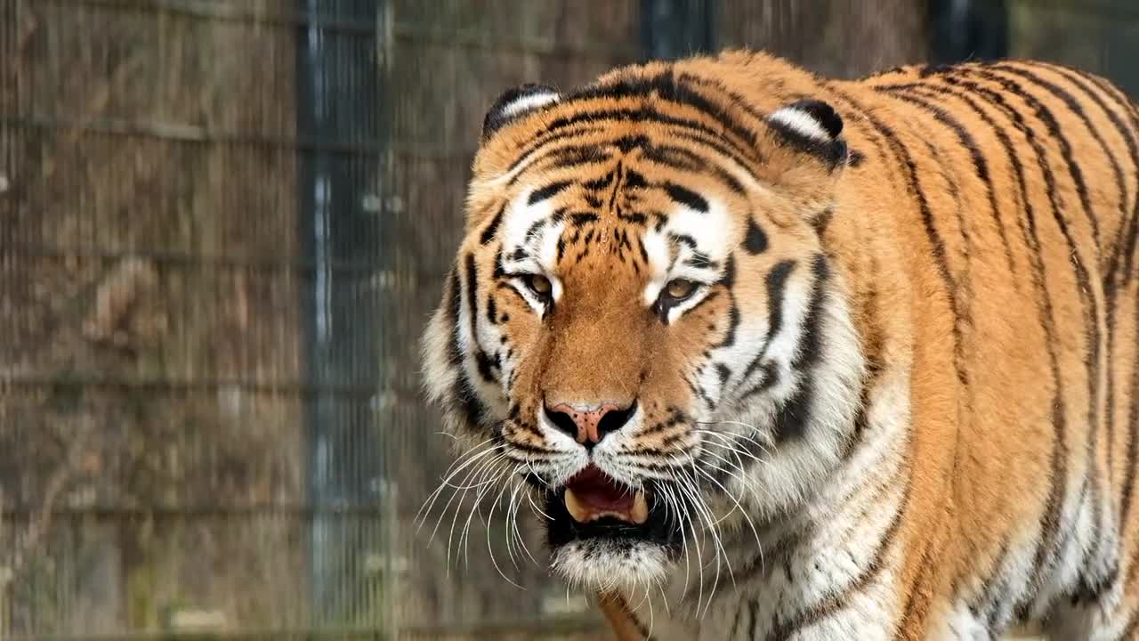 A Tiger Walking