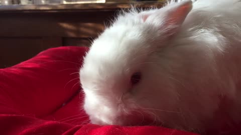 Rumble- cute animals || A White Rabbit In Close-up View😺😘