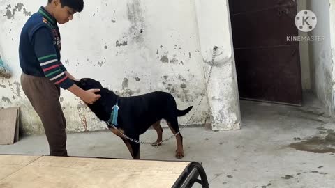 rottweiler training episode 2