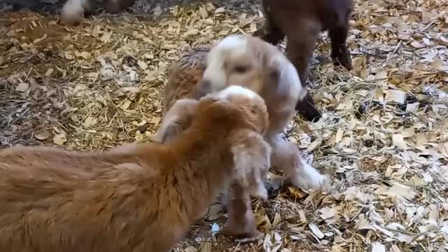 New baby goats at the farm