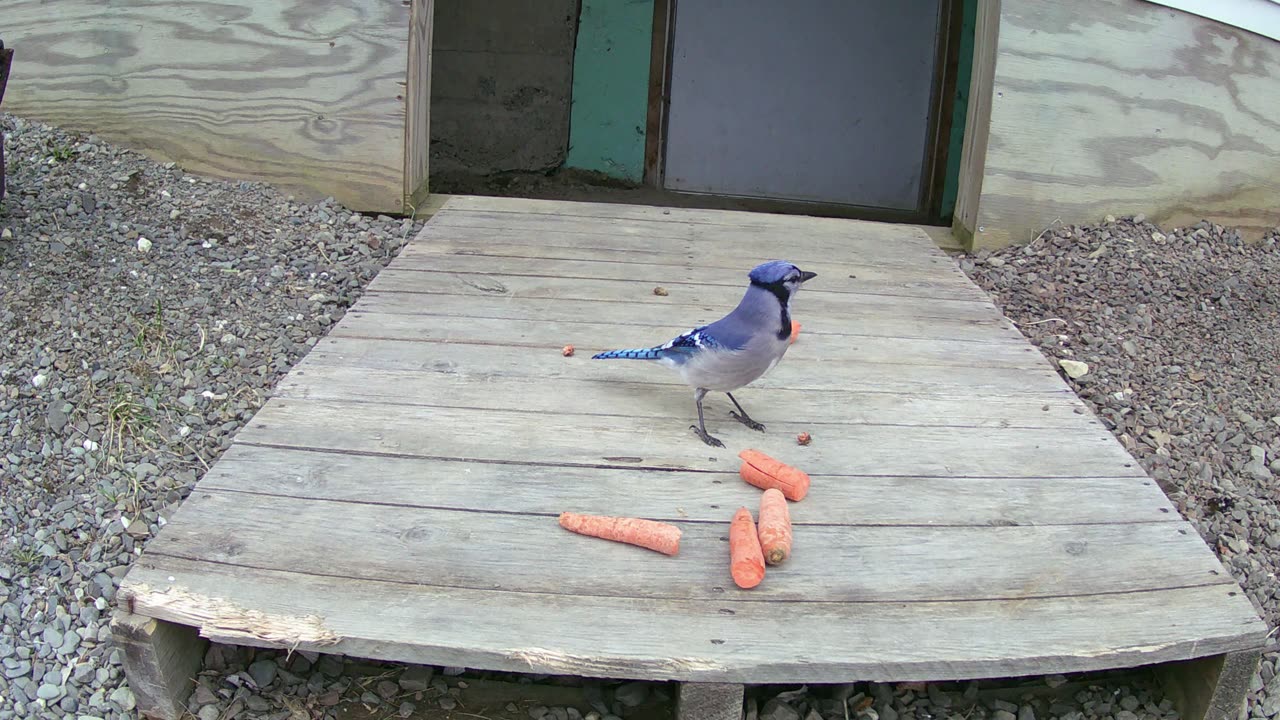 Bluejays Like Carrots?